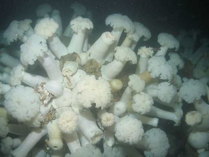large white plumed anemones extend into the dark sea